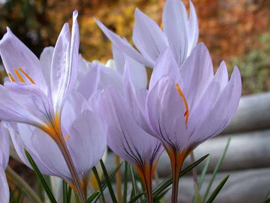 Crocus Longiflorus